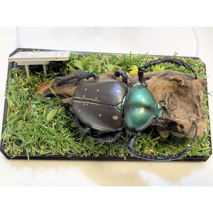 ヤンソン テナガコガネ♂55mmレプリカジオラマ標本 : オオクワ京都