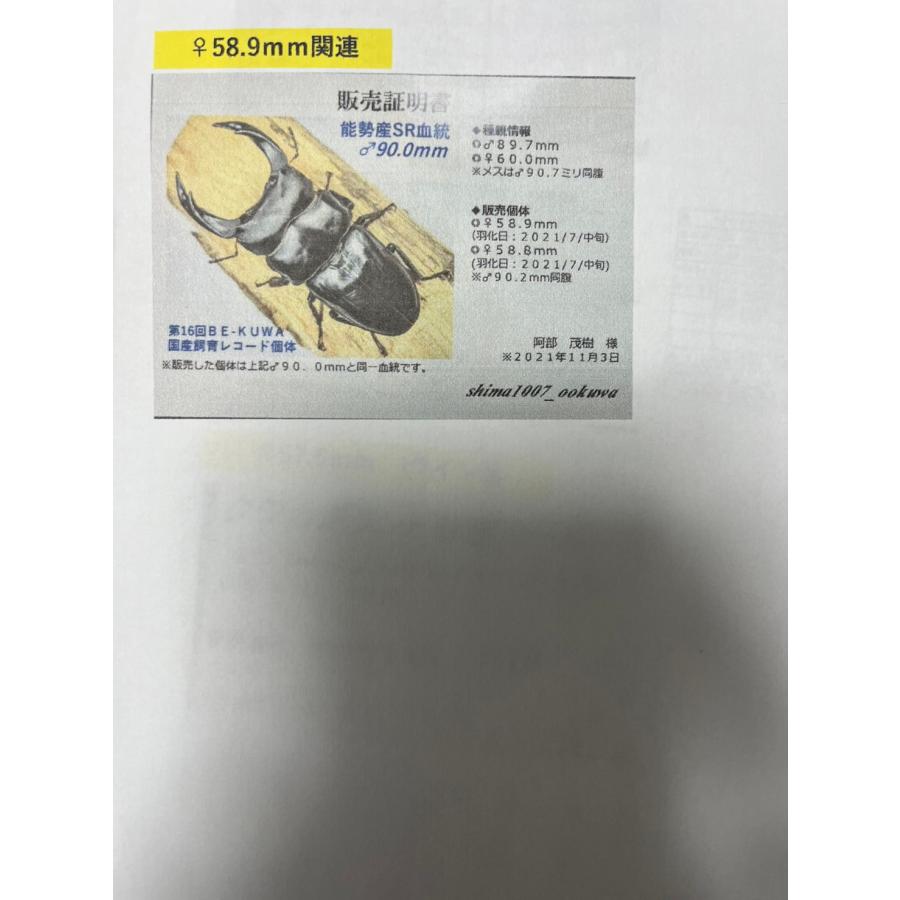 ⭐️完成品⭐️ 【オオクワガタ】能勢産SR血統 新成虫(1)♂89.1mm(2)♀60.2mmブリードセット 【DG2425042085】(87120円)
