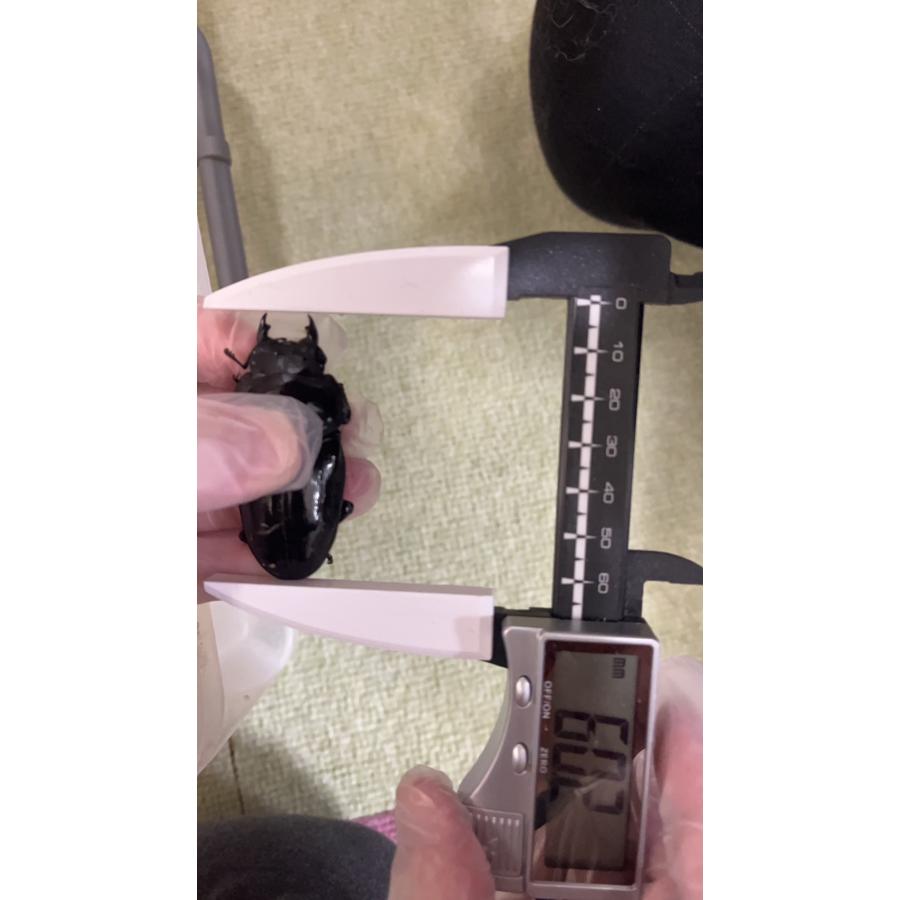 ⭐️完成品⭐️ 【オオクワガタ】能勢産SR血統 新成虫(1)♂89.1mm(2)♀60.2mmブリードセット 【DG2425042085】(87120円)