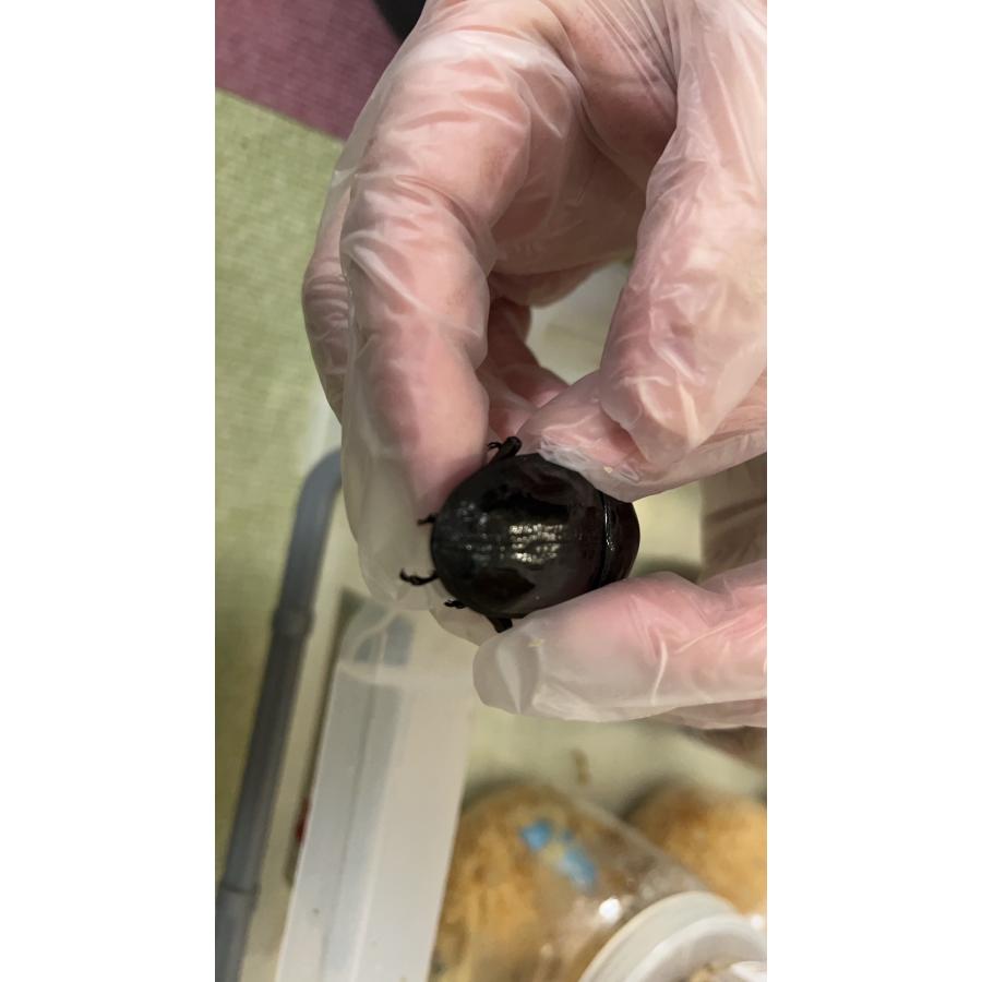 ⭐️完成品⭐️ 【オオクワガタ】能勢産SR血統 新成虫(1)♂89.1mm(2)♀60.2mmブリードセット 【DG2425042085】(87120円)