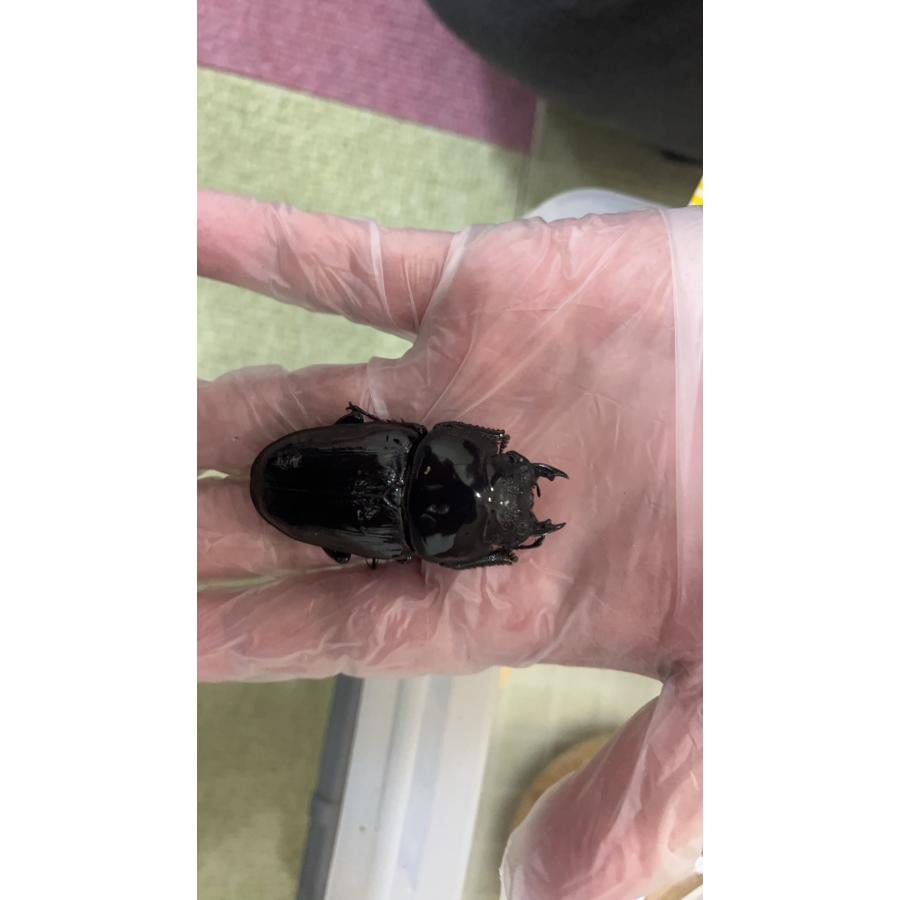 ⭐️完成品⭐️ 【オオクワガタ】能勢産SR血統 新成虫(1)♂89.1mm(2)♀60.2mmブリードセット 【DG2425042085】(87120円)