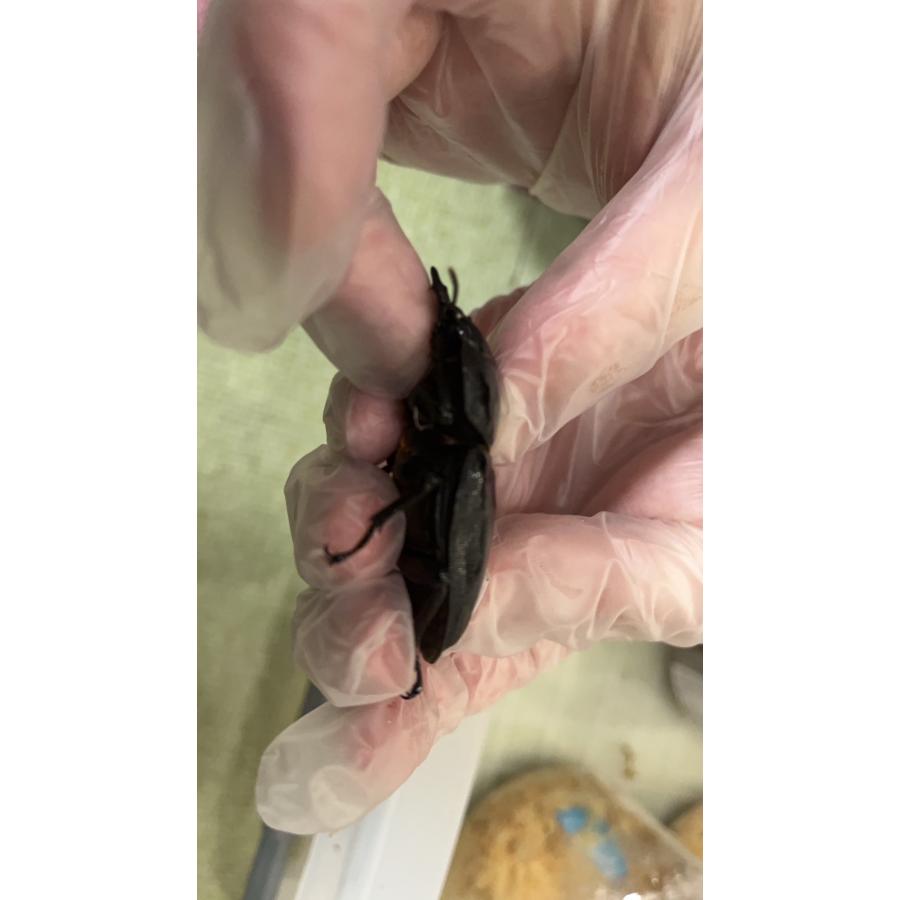 ⭐️完成品⭐️ 【オオクワガタ】能勢産SR血統 新成虫(1)♂89.1mm(2)♀60.2mmブリードセット 【DG2425042085】(87120円)