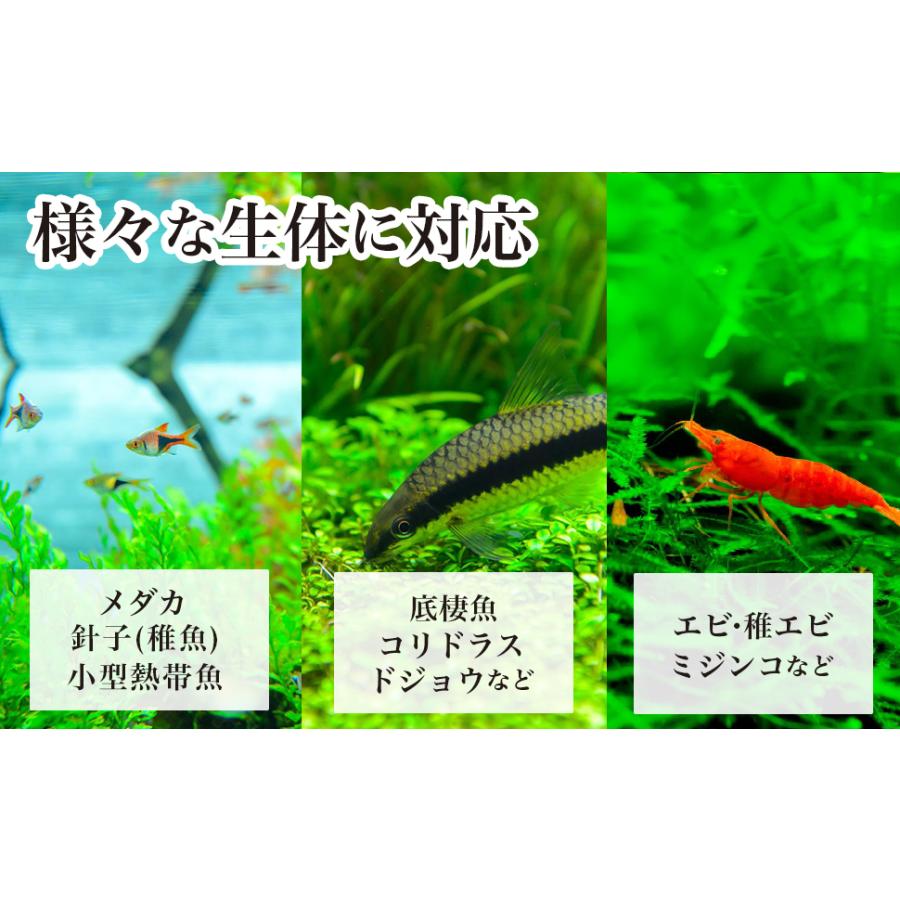 水槽 メダカ 微生物の素 10g 稚エビ 稚魚 針子 シュリンプ 餌｜ooo｜06