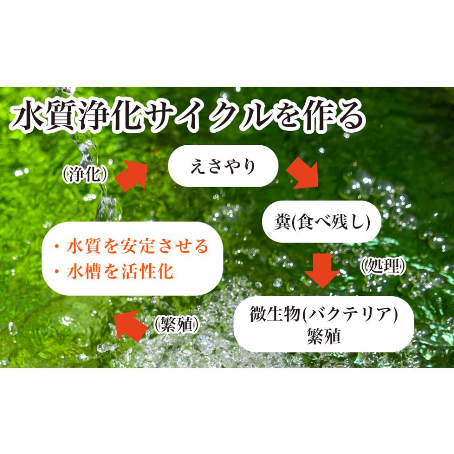 メダカ シュリンプ 餌  微生物の素 10g 水槽 稚エビ 稚魚 針子 水槽 ●メーカー公式ストア● O-O-(オーオー) |  | 03