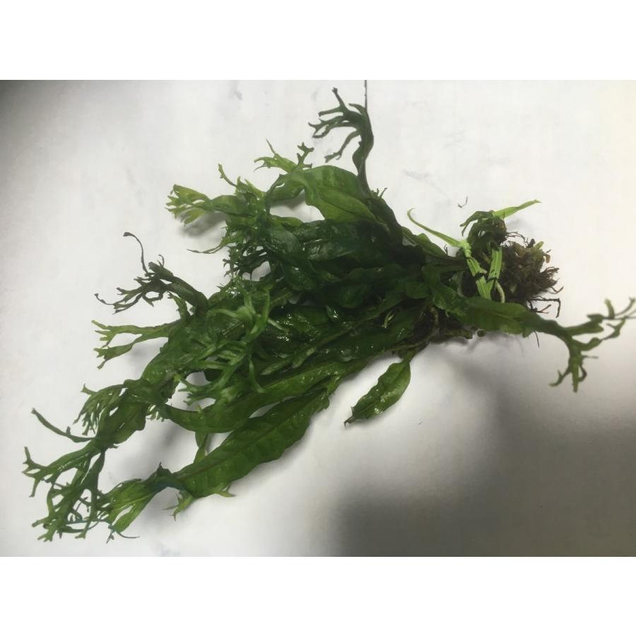 水草農薬除去剤 Calcined Calcium Powder 2個 O O Company 通販 Yahoo ショッピング