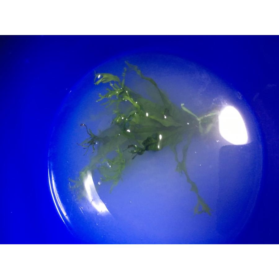 水草農薬除去剤 Calcined Calcium Powder 2個 O O Company 通販 Yahoo ショッピング