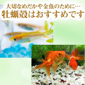 メダカ 金魚 牡蠣殻 小粒 400cc 水質浄化 特選国産 水槽 Ph 02 O O Company 通販 Yahoo ショッピング