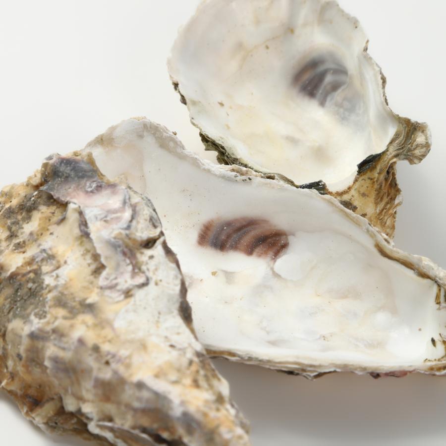 年間定番 牡蠣殻チップ 300g 約5-10mm アクアリウム 金魚 メダカ 熱帯魚 国内産 牡蠣殻チップ 500g 5-10mm アクアリウム 金魚 メダカ 熱帯魚