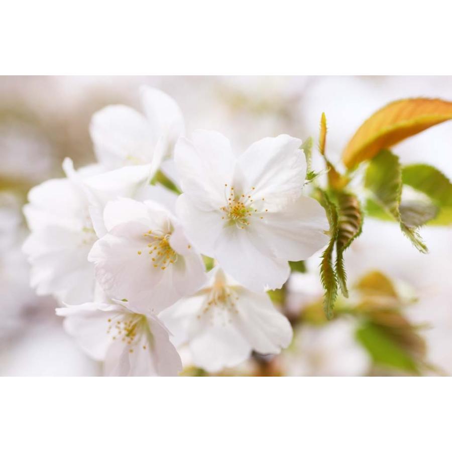 春collection2025【Rose Sakura】ロゼワイン 甘口 375ml |  | 01