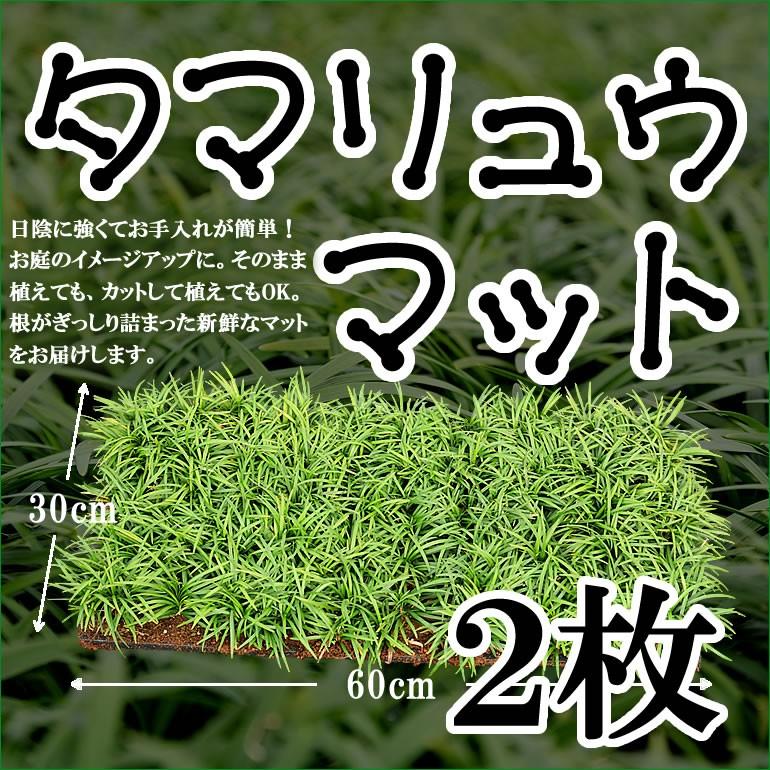 送料無料 タマリュウ 玉竜 マット30cm 60cm2枚 日陰 グランドカバー植物 常緑の葉 Gc 001 2 M プロジェクト鹿児島 通販 Yahoo ショッピング