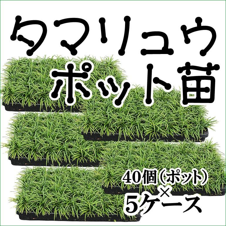 送料無料 タマリュウ 玉竜 ポット苗 40個 5ケース 日陰 グランドカバー植物 常緑の葉 Purrworld Com