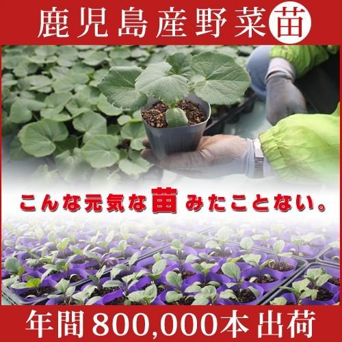 野菜苗！ 【苗】　金の玉子【スイカ】　8本セット （9cmポット）　鹿児島 |  | 01