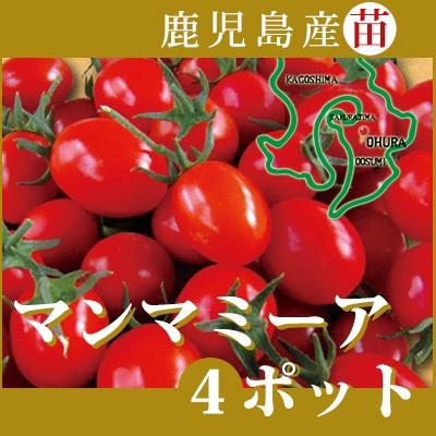 野菜苗！ 【苗】 マンマミーア【ミニトマト】 4本セット （9cmポット