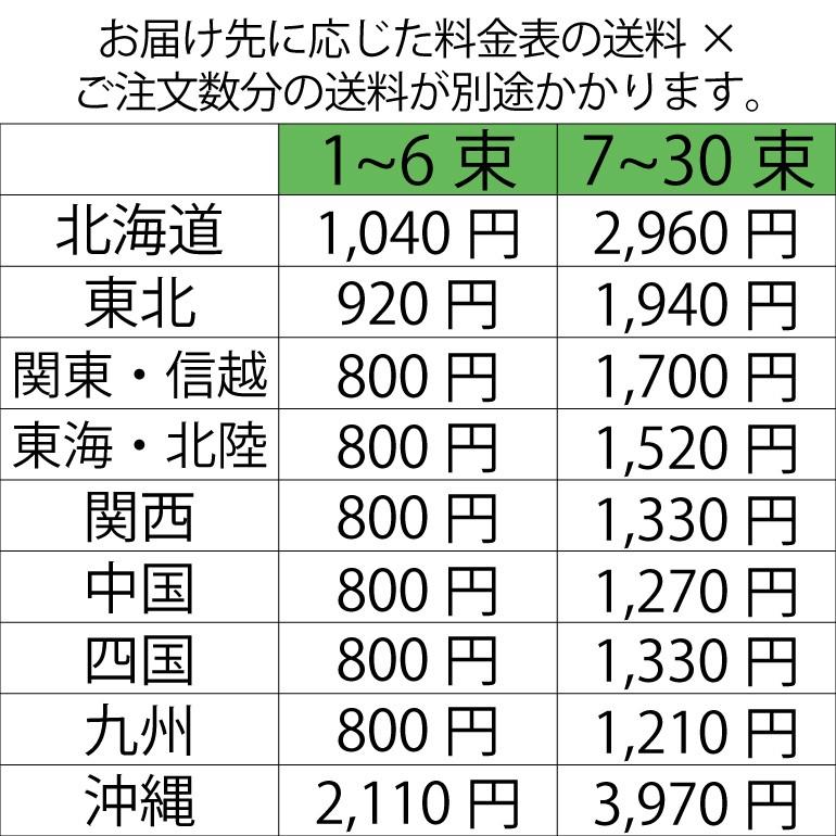 サツマイモ 苗 紅はるか 1束10本 鹿児島産 : プロジェクト鹿児島