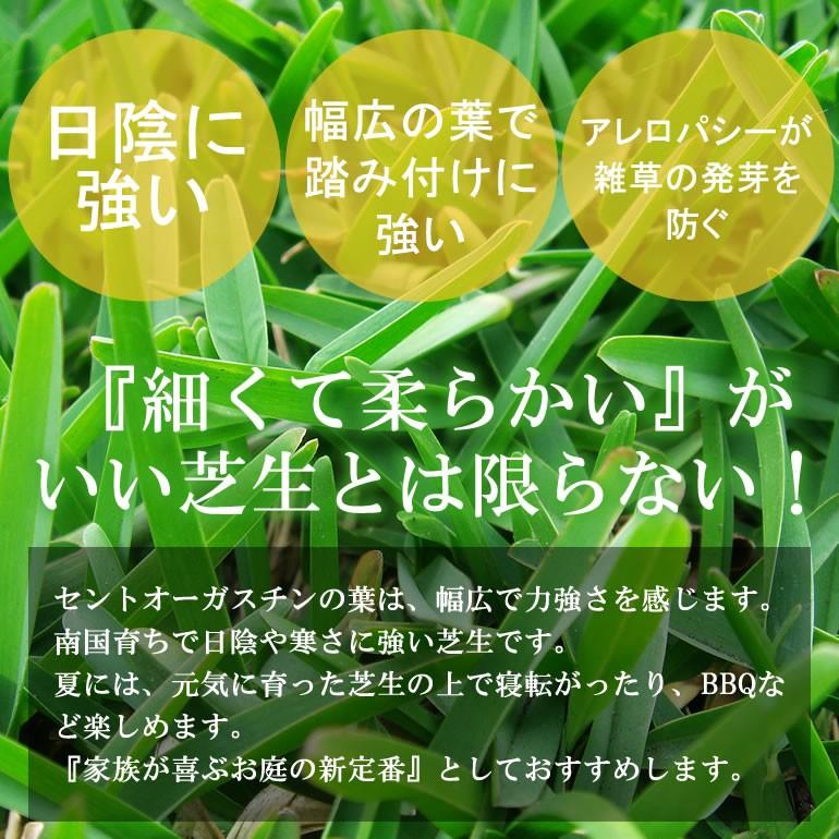 芝生 セントオーガスチン 2平米 鹿児島産 Turf 5 プロジェクト鹿児島 通販 Yahoo ショッピング