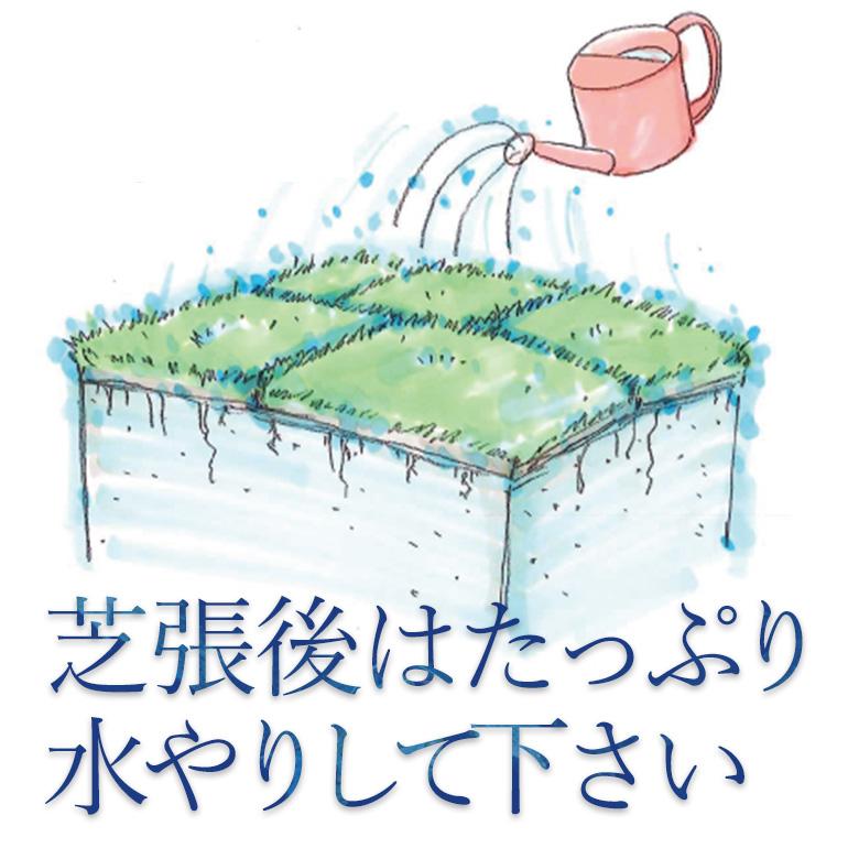 クール便】芝生 キリシマターフ 2平米 鹿児島産 : プロジェクト鹿児島