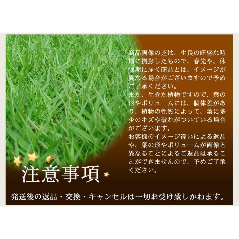 普通便】芝生 TM9 1平米 鹿児島産 : プロジェクト鹿児島 - 通販