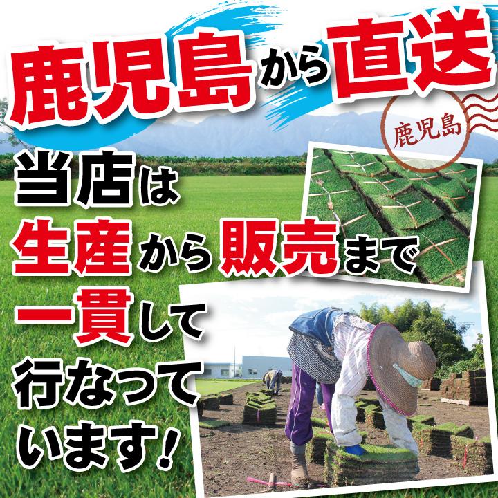 芝生 TM9 鹿児島産 8平米(約4.3畳) 4箱 TM9（2平米）【普通便/送料込】 | 芝生,TM9 | HAYASHIオンラインストア