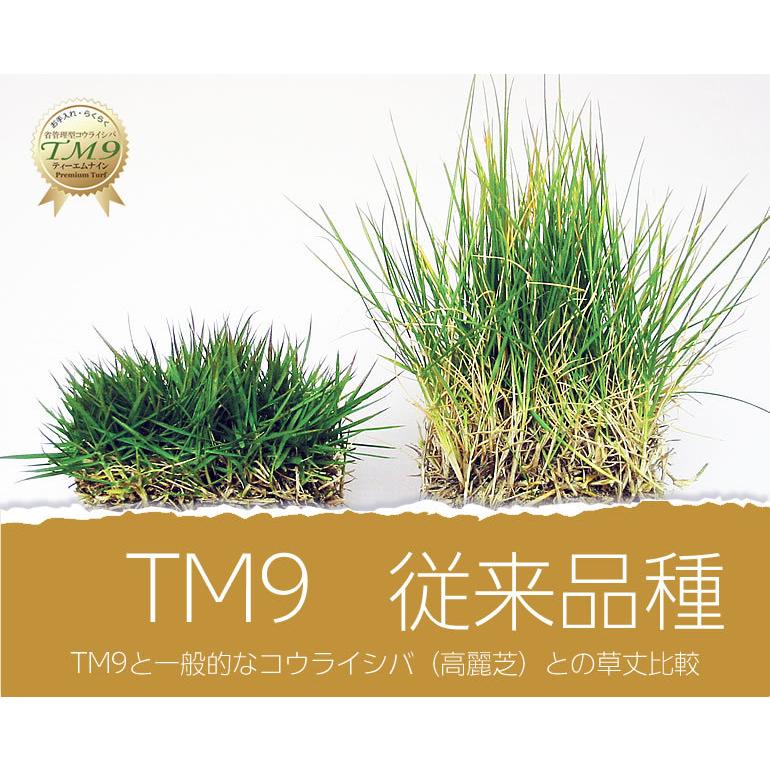 【クール便】芝生 TM9 2平米 鹿児島産｜oosumi｜06