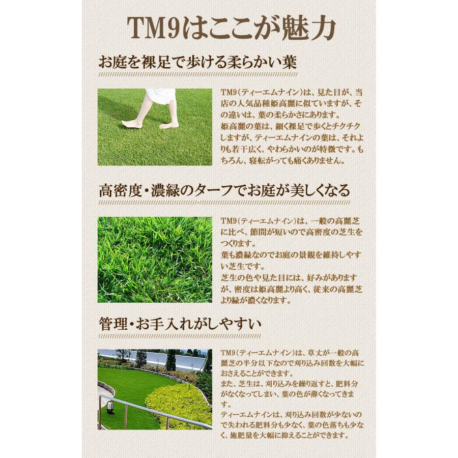 香椿芽　国内生産　2kg クール便 香椿芽 国内生産 2kg クール便