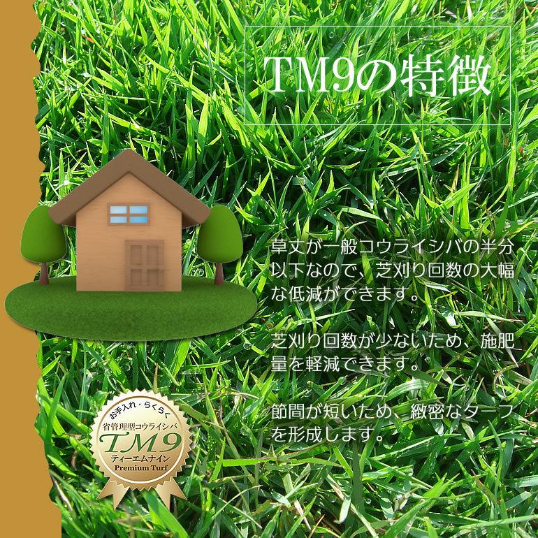 クール便】芝生 TM9 2平米 鹿児島産 : プロジェクト鹿児島 - 通販