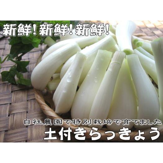 ご予約開始 特別栽培で育てた土付きらっきょう5キロ 送料込 Rakkyo01 おおすみファーム 通販 Yahoo ショッピング