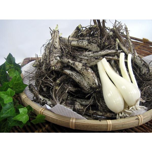 ご予約開始 特別栽培で育てた土付きらっきょう5キロ 送料込 セール