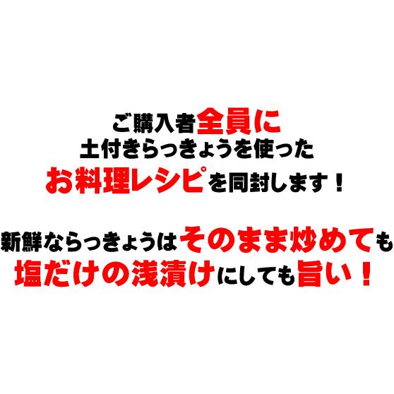 ご予約開始 特別栽培で育てた土付きらっきょう5キロ 送料込 セール