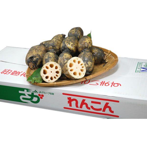 箱売り】 九州産 佐賀レンコン（れんこん） 1箱（4kg） 九州・佐賀