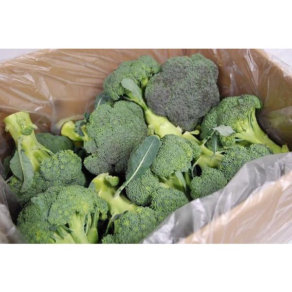 徳島県産 ブロッコリー 約15キロ のび太正直屋商店 徳島県産 ブロッコリー 約15キロ のび太正直屋商店様専用 【公式通販】