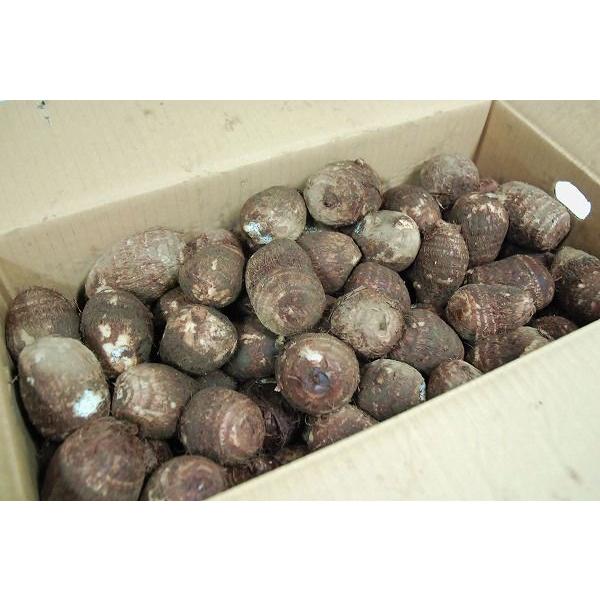 箱売り】 里芋（さといも） 2L〜Lサイズ 1箱（10kg） 熊本
