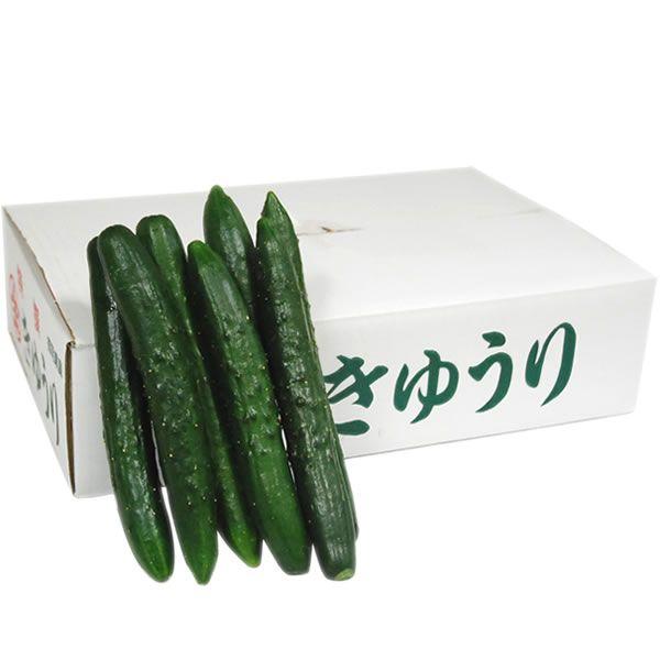 箱売り】 胡瓜（きゅうり） Mサイズ 1箱（約45本入／約5kg