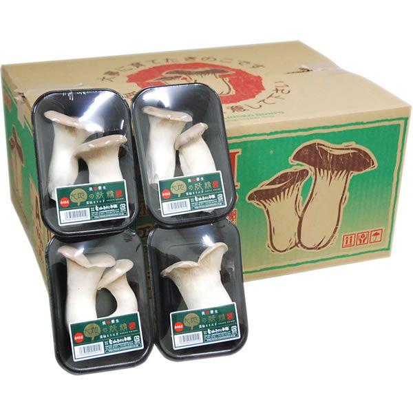 箱売り】エリンギ 30パック入り1箱 【長崎産】 【業務用・大量販売