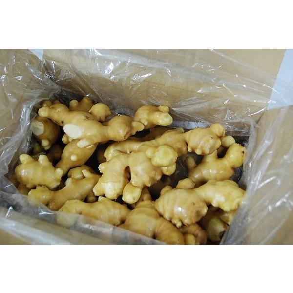 種生姜 熊本生姜 5kg 熊本県産 土付き生姜 5kg 送料無料（11月上旬より順次出荷