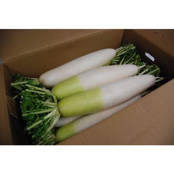 箱売り＞ 大根（だいこん） 1箱（7本〜12本入り） 国産、福岡