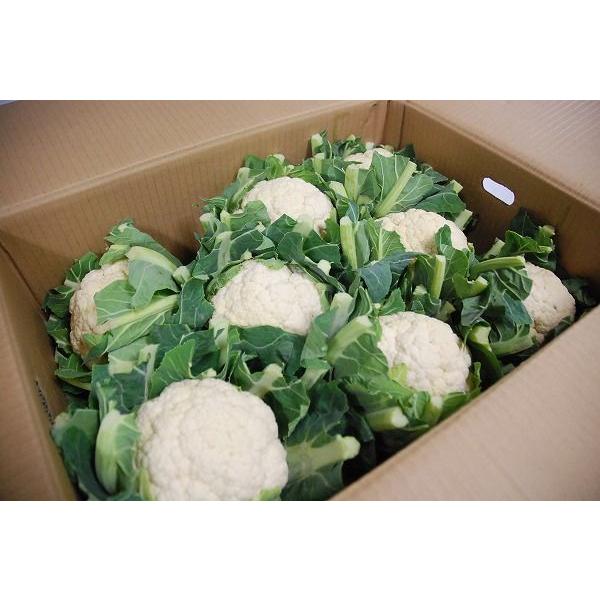 箱売り】 カリフラワー 1箱（5玉〜12玉入り） 国産 【業務用・大量