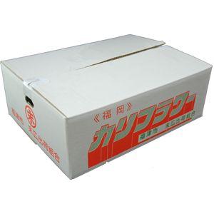 箱売り】 カリフラワー 1箱（5玉〜12玉入り） 国産 【業務用・大量