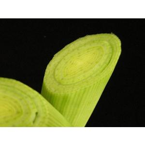 リーキ　ポワローネギ　ポロネギ　西洋ネギ　10キロ 楽天市場】ポロネギ ポワロー（リーキ）たけなかファーム 国産野菜