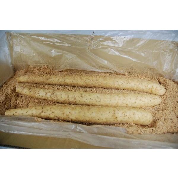 長芋　20kg r21710011.jpg