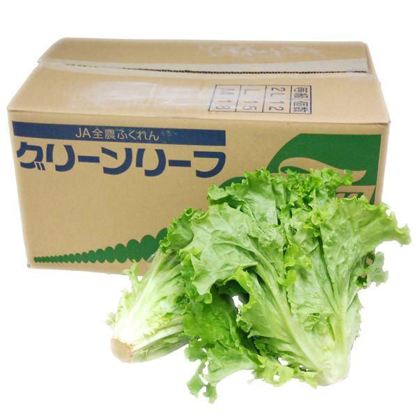 ⭐︎トップス⭐︎リーフグリーン⭐︎未使用品 箱売り】 グリーンリーフ 1箱（12〜18束） 長野・福岡産 【業務用