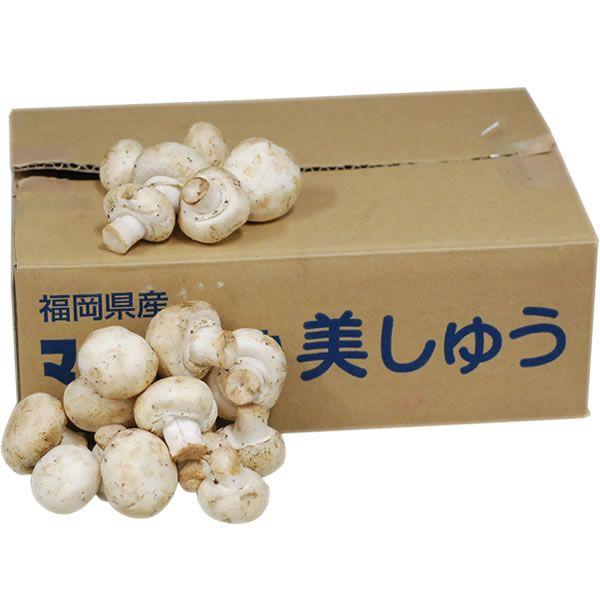 【箱売り】　ホワイトマッシュルーム　１箱（約2kg）　福岡・岡山産　【業務用・大量販売】 の商品画像
