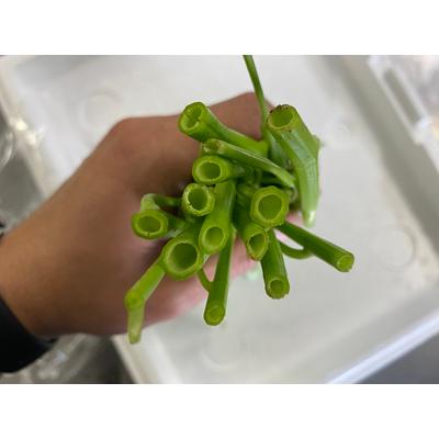 空芯菜（くうしんさい）1袋100g : おおつる青果 - 通販 - Yahoo