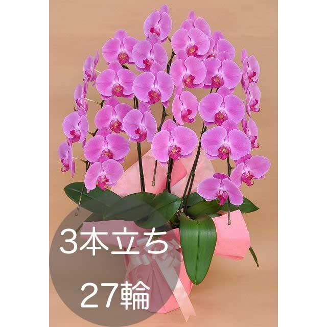 交換無料 大輪胡蝶蘭3本立ち 27輪以上 ピンク 自社配達 東京23区限定販売 柔らかい Www Muslimaidusa Org