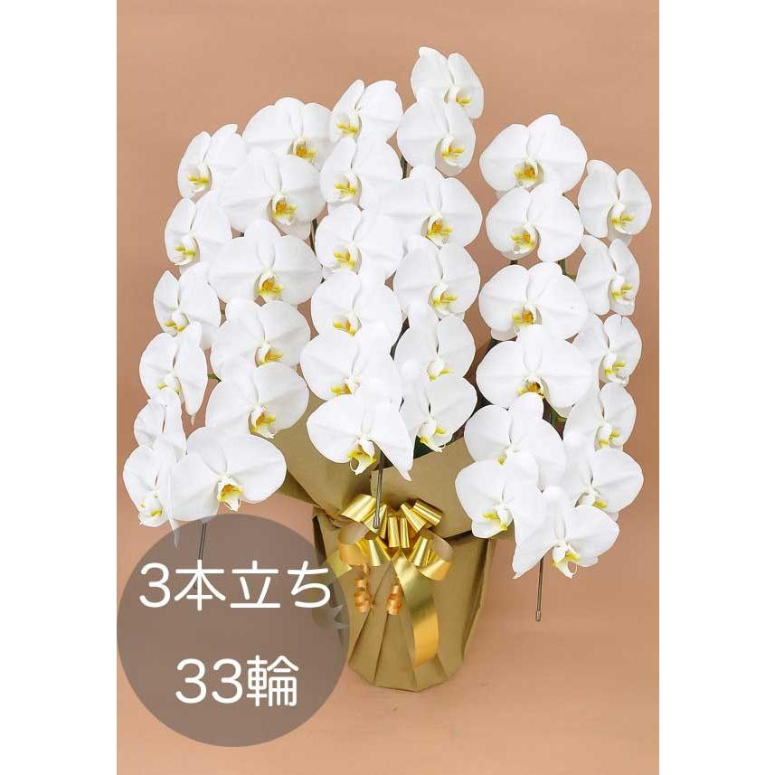 大輪胡蝶蘭3本立ち（33輪以上） ホワイト 自社配達 東京23区限定販売 