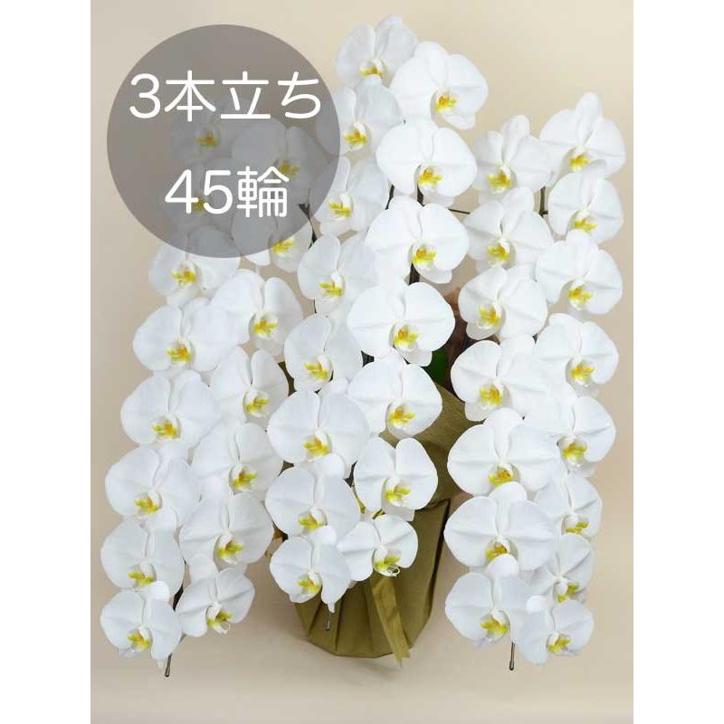 大輪胡蝶蘭3本立ち（45輪以上） ホワイト 自社配達 東京23区限定販売