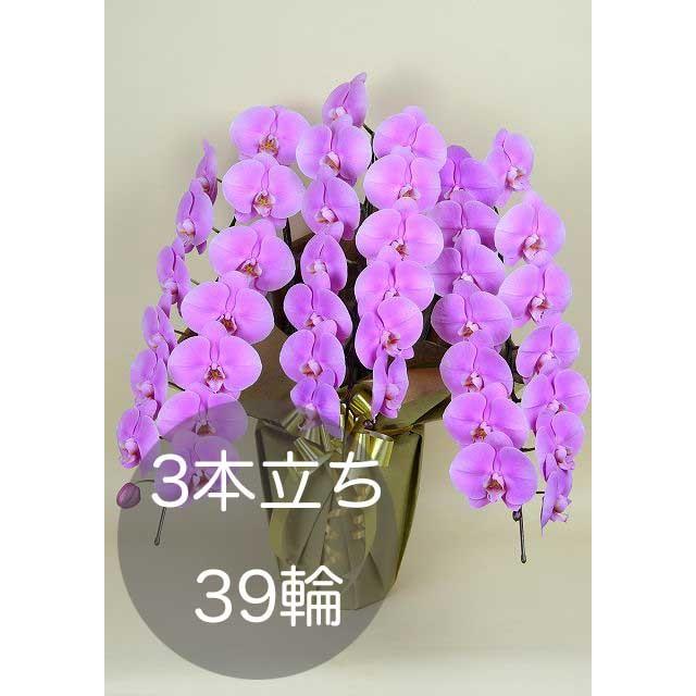 大輪胡蝶蘭3本立ち（39輪以上） ピンク 自社配達 東京23区限定販売