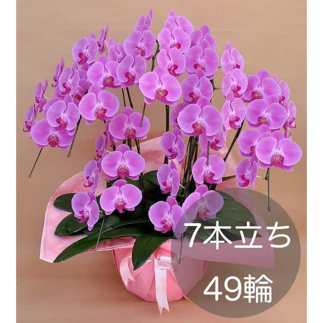 大輪胡蝶蘭7本立ち 49輪以上 ピンク お祝い 贈り物 鉢花 自社配達