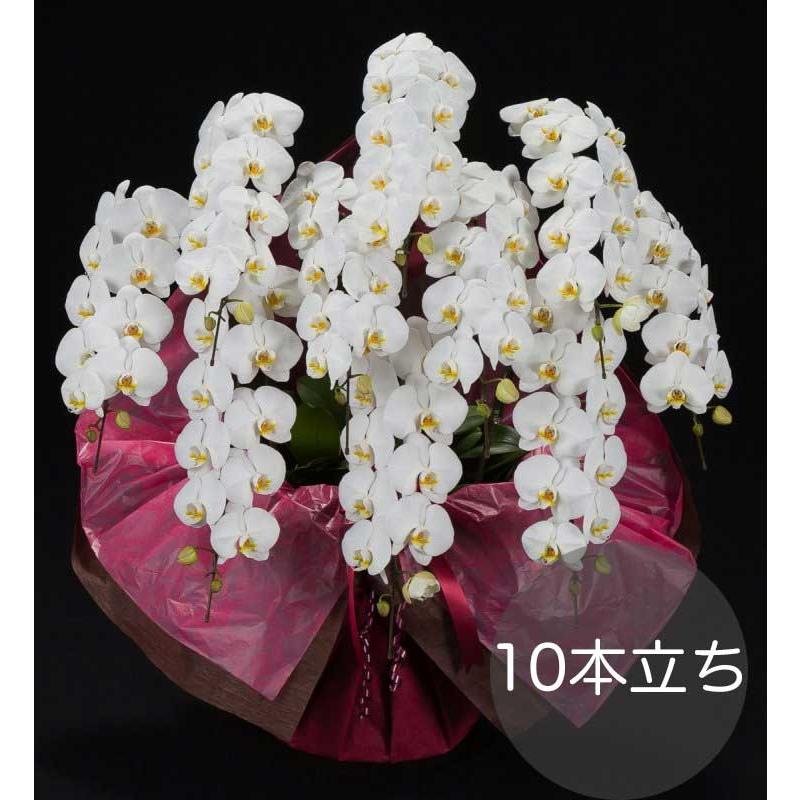 宅配便配送爆発的人気 ホワイト 大輪胡蝶蘭10本立ち 0015 オランダ屋 東京23区限定販売 ギフト 0015 大輪胡蝶蘭10本立ち 生花 東京23区限定販売 自社配達