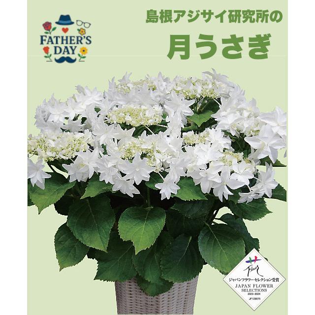 父の日ギフト 月うさぎ 島根県アジサイ研究所 : フラワーショップ