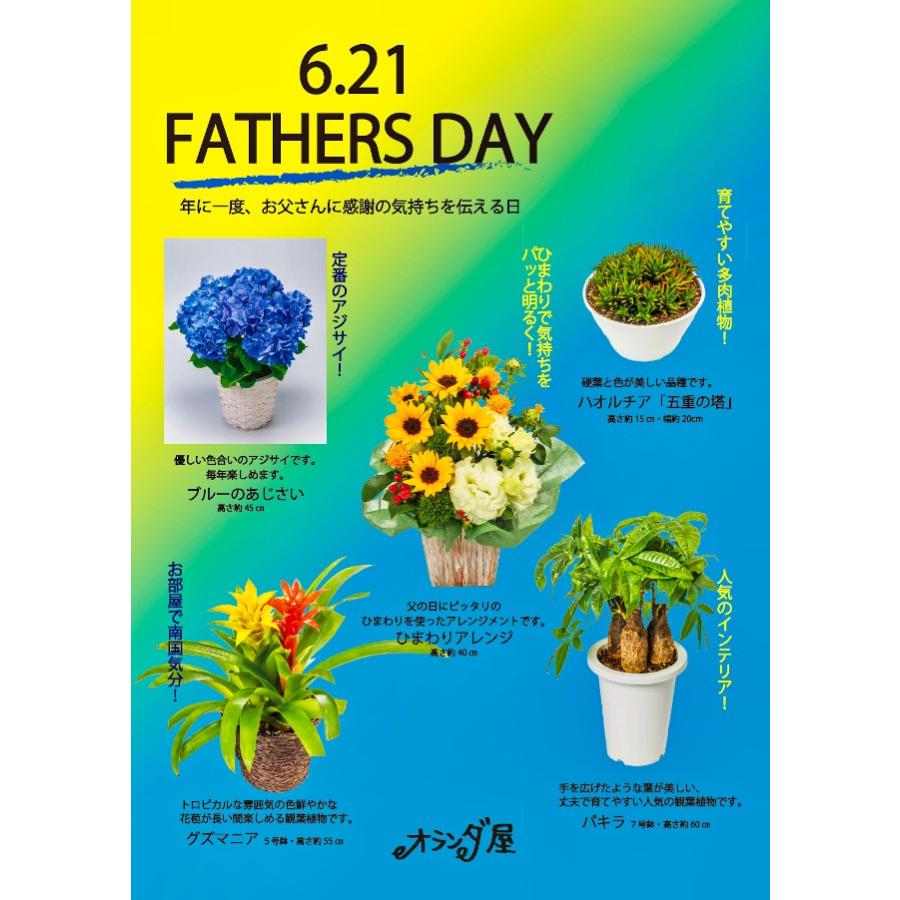 父の日 プレゼント ハオルチア 五重の塔 ギフト Father004 オランダ屋 通販 Yahoo ショッピング